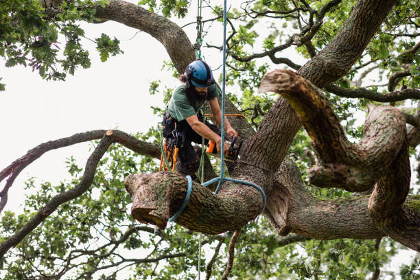 Best Stump Grinding and Removal  in Elkhart, TX